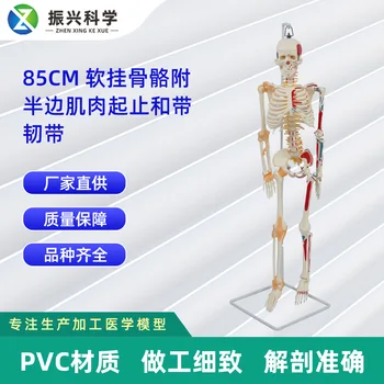 85 см Мягкая подвесная кость С половиной мышцы, запускающейся и останавливающейся, и модель Связок, Скелет Человека, Медицинская Модель