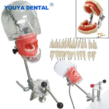 Простая модель головки стоматолога со смоляными зубами, имитатор модели фантомной головки, модель для обучения стоматолога, Образовательный аппарат для изучения